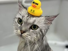 -老吴的猫·猫舍(新区店)
