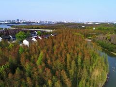 -上海海湾国家森林公园