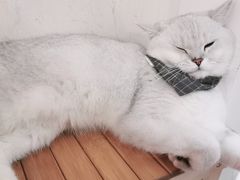 -Heymao猫咖.咖啡厅(东门店)