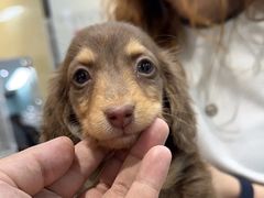 -萌宠之家·腊肠犬·马尔泰·小体犬舍