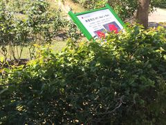 -亚龙湾国际玫瑰谷