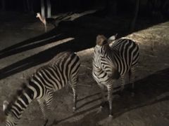 -清迈夜间动物园