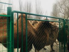 -长白岛森林公园