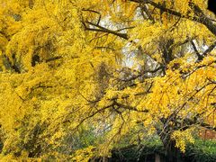 -四川大学(华西校区)