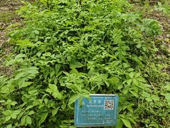 -杭州植物园