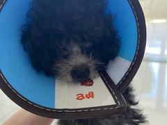 -翊宠yipet猫狗购宠庄园犬舍•猫舍