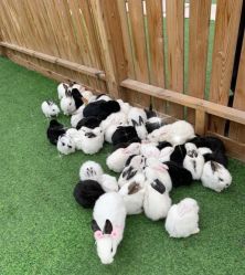 -萌宠亲子动物乐园(槐房万达店)