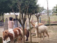 -武汉紫薇都市田园