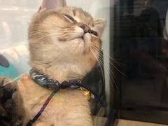 -袖虎宠物(岭南新世界店)