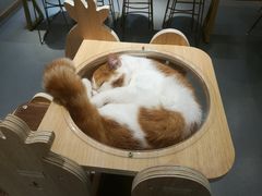 -飞行喵MR PILOT|猫舍·猫咖(静安大融城店)