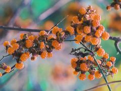 -小芝红树林