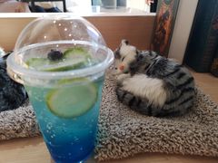 -瞄一喵猫咖(格力海岸店)