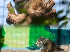 -青藏高原野生动物园
