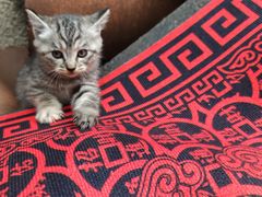 -宠颐生动物医院·心脏科·保险定点(锦阳分院)