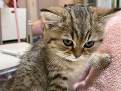 -老吴的猫·猫舍(新区店)