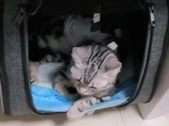 -纳吉亚猫专科动物医院博雅分院