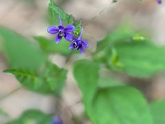 -东天目山风景区