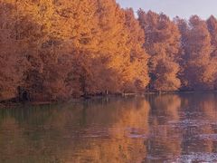 -上海海湾国家森林公园