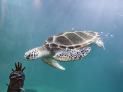 -青岛海底世界-水族馆