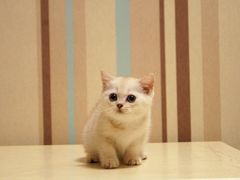 -FAELING PETS美天灵宠物(富力广场店)