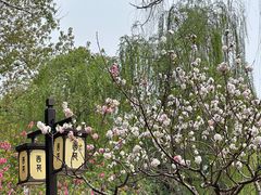 -西苑公园