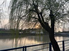 -高东镇樱花园