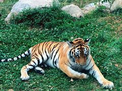 -西安秦岭野生动物园