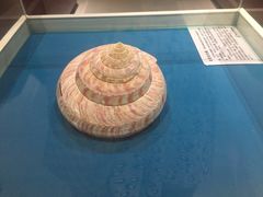 -青岛贝壳博物馆