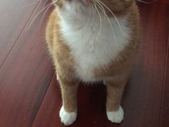 -纳吉亚猫专科动物医院博雅分院