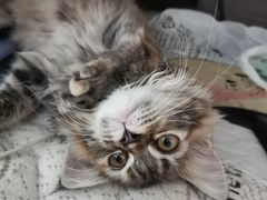 -纳吉亚猫专科动物医院博雅分院