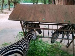 -广东茂名森林公园