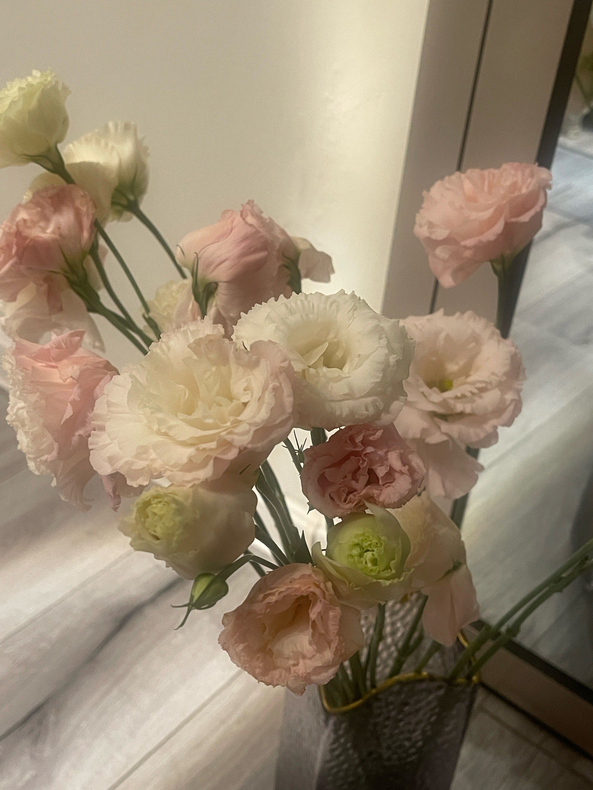 第一次把"阳光粉"洋桔梗,养美～989898