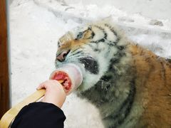 -横道河子东北虎林园