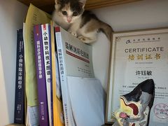 -御宝贝·A梦猫科宠物医院(国际猫友好医院)