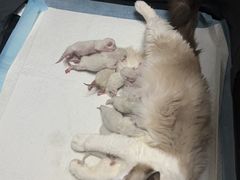 -谐和贝康宠物医院24小时·宠保定点(急重症转诊中心)