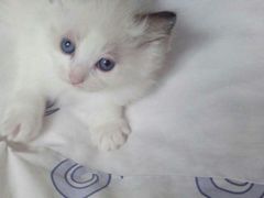 iphone_upload_pic-Bastet sally猫舍购宠(静安店)