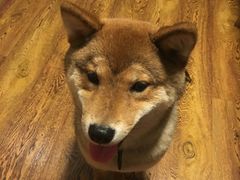 -柴务处·柴犬主题狗咖