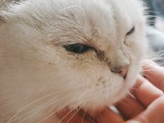 -蓝鲸·缅因猫舍