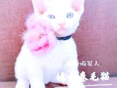 -十年猫舍·猫咪专门店(普陀店)