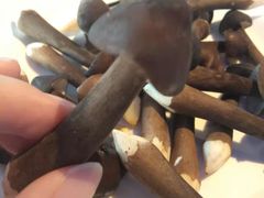 -千岛蚝高压锅生蚝·人参火锅(白云万达店)