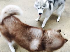 -TrueLove @ Neverland (Husky Cafe)
