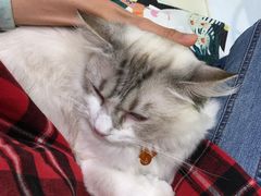 大堂-藏猫猫咖啡主题馆(中央大道店)