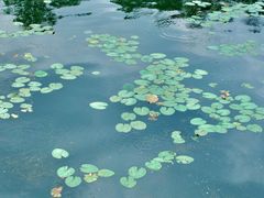 -荔湾湖公园