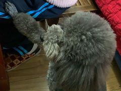 -小龙坎火锅(春熙太古里店)