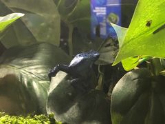 -暹罗海洋世界