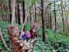 -白草畔自然风景区