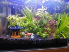 -暗黑魔法·玄灵未妖阁·塔罗·占星·心理咨询