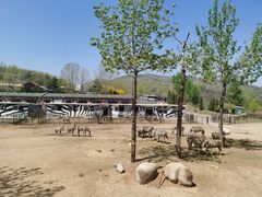 -大连森林动物园