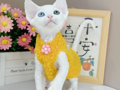 -小猫来了·猫舍(红山六九七九店)