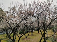 -香雪海